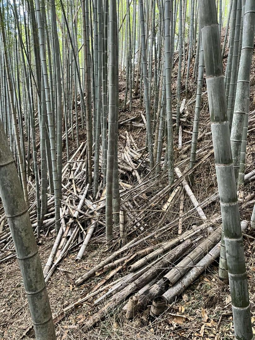 30kg米袋入り竹炭3袋(無選別)(約120リットル)　大阪産