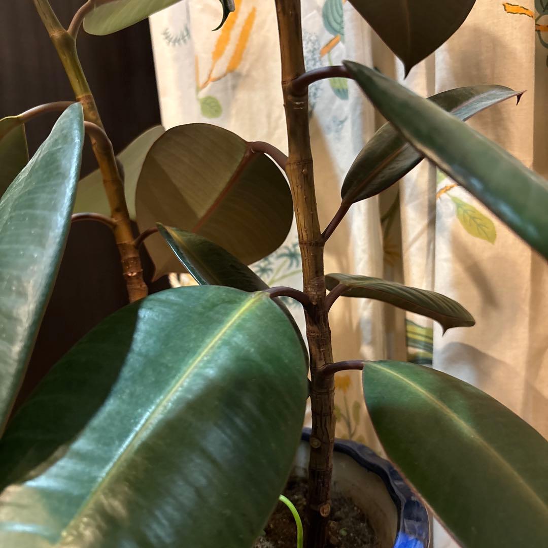 フィカス 濃緑色 約70cm 青い鉢 2.5万円購入 2本