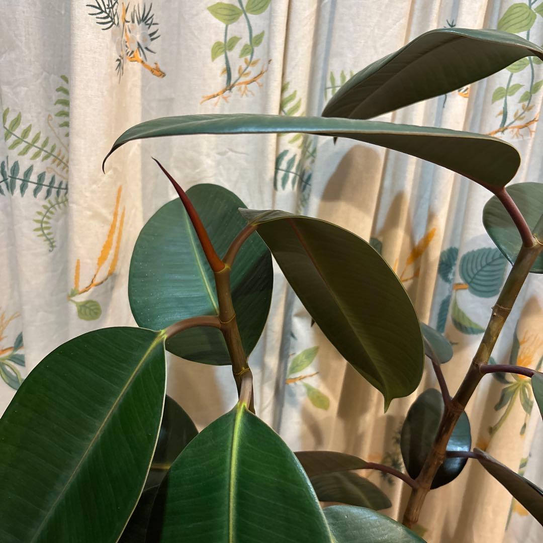 フィカス 濃緑色 約70cm 青い鉢 2.5万円購入 2本