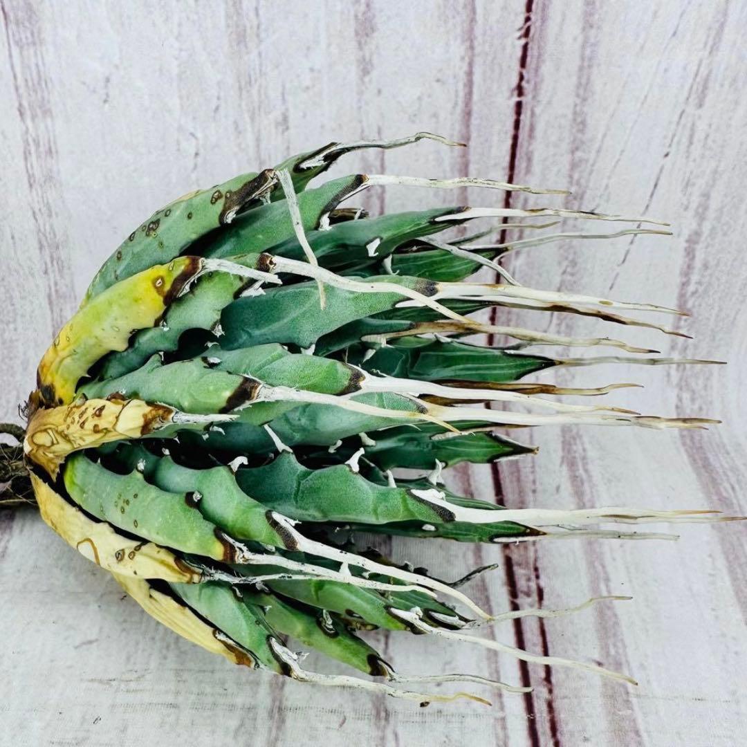 792 アガベ ユタエンシス エボリスピナ ロングスパイン 陽炎