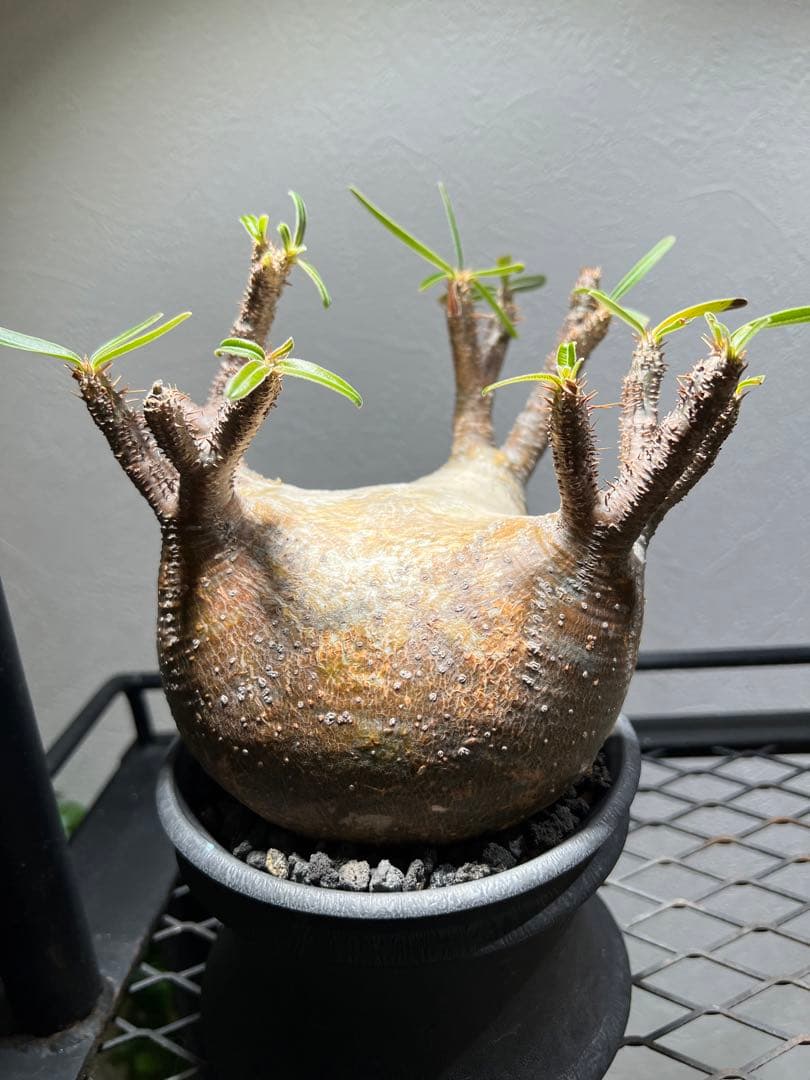 アツ　グラキリス