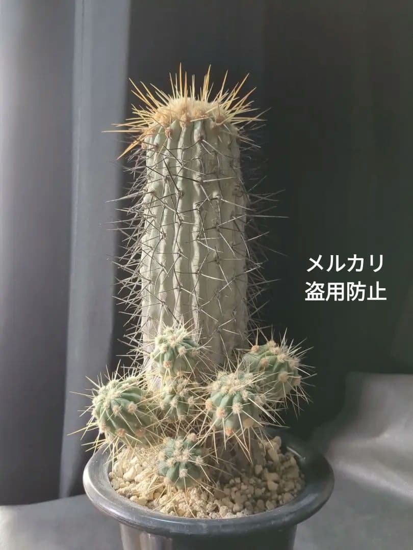 現地球 Copiapoa　コピアポア 逆鱗丸　ギガンティア　自根