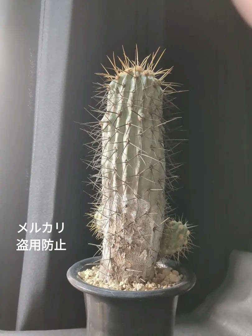 現地球 Copiapoa　コピアポア 逆鱗丸　ギガンティア　自根