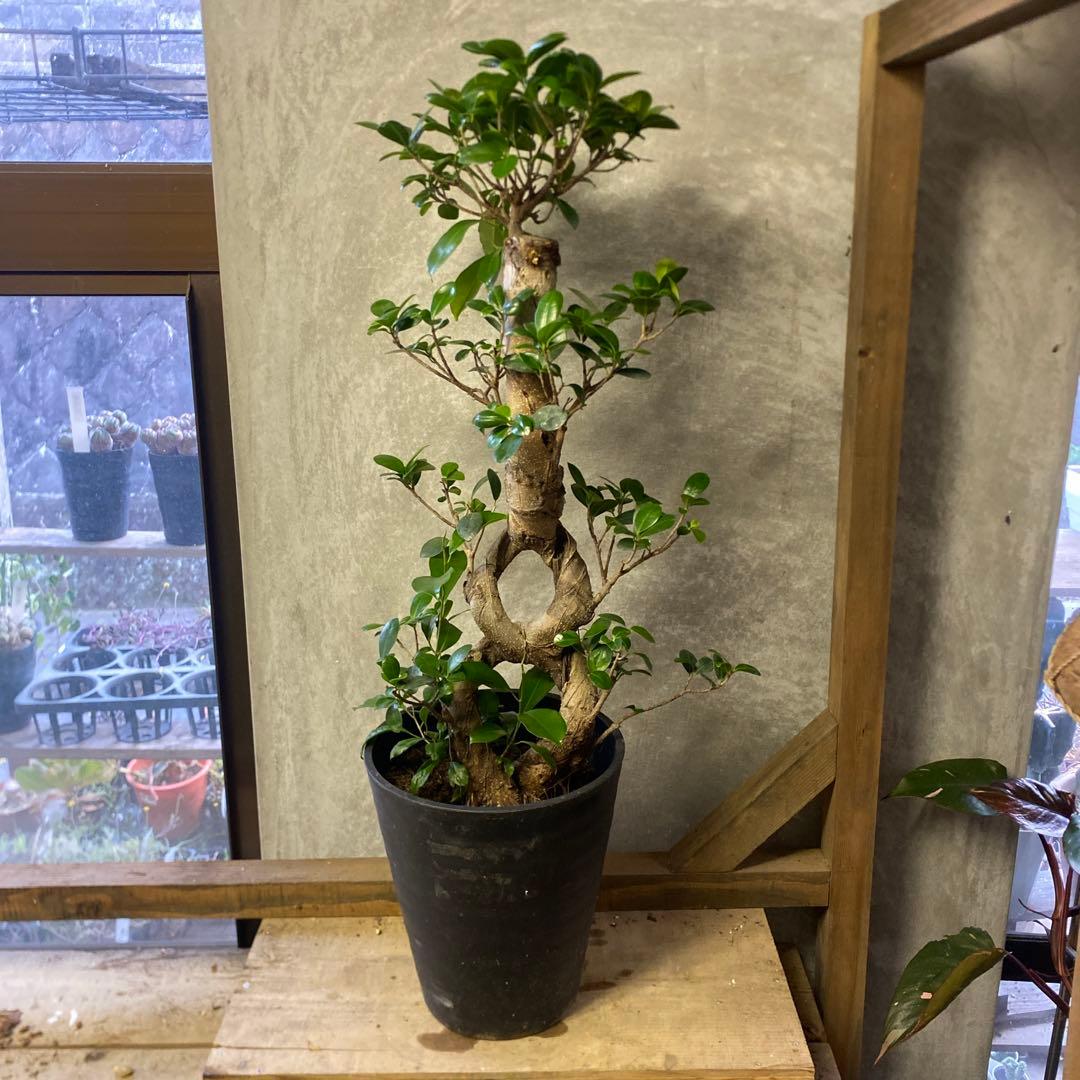 観葉植物　ガジュマル