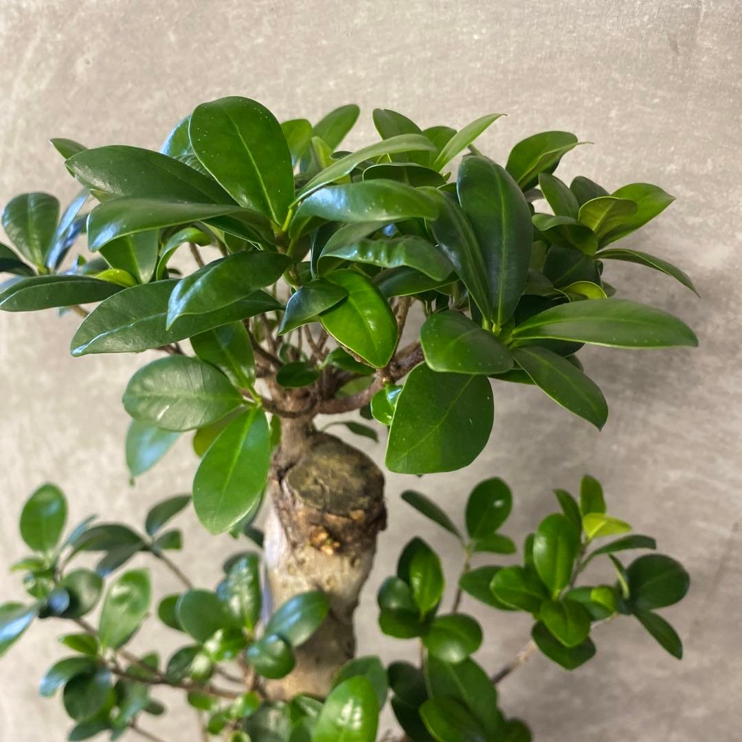 観葉植物　ガジュマル