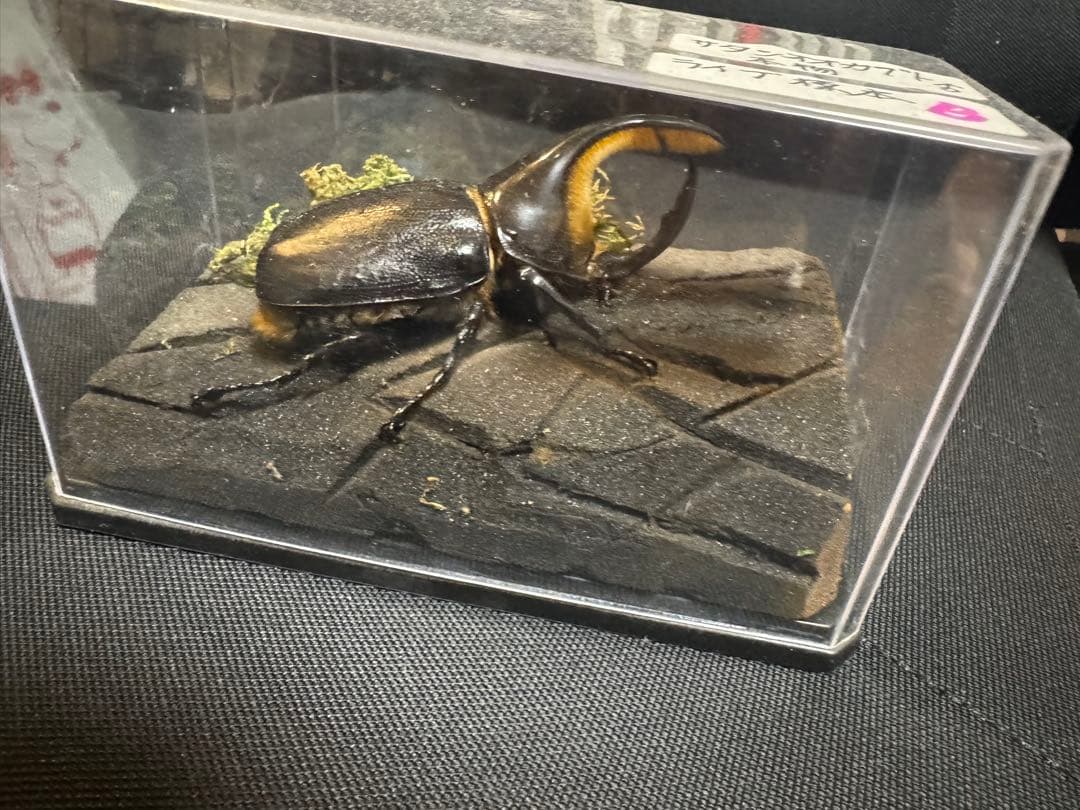 サタンオオカブト 標本 本物