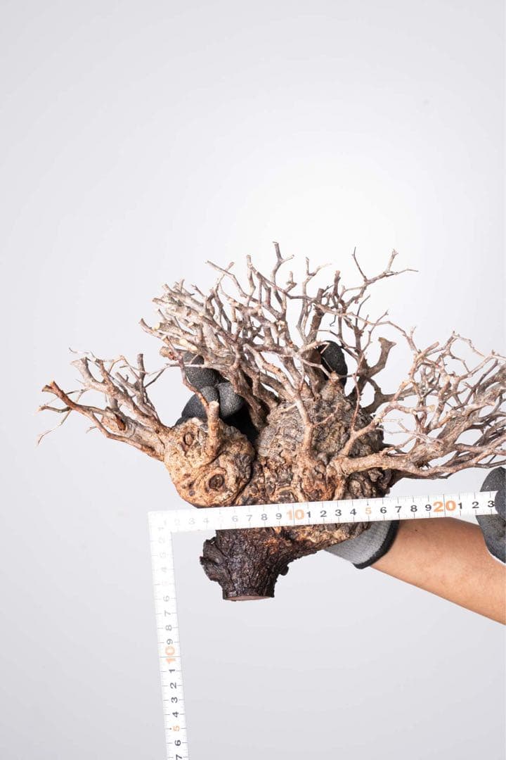 KP123 オペルクリカリア パキプス コーデックス ベアルート株　枝カット済み