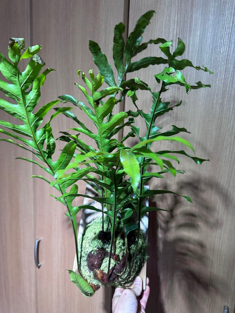 ドリナリア クエルシフォリア