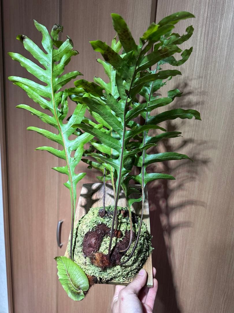 ドリナリア クエルシフォリア