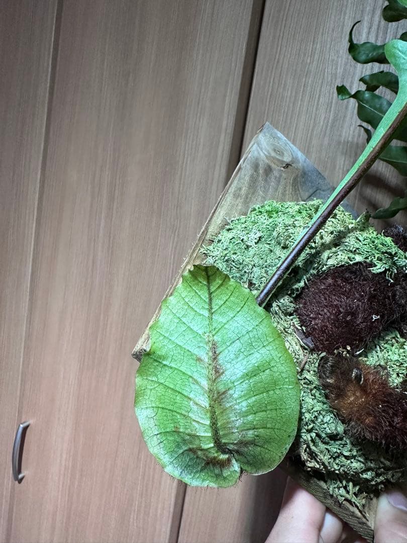 ドリナリア クエルシフォリア