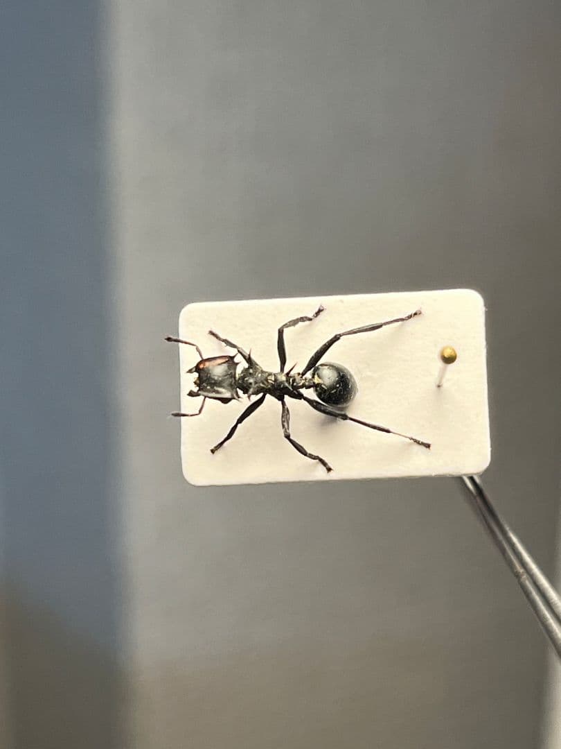 【9mm】ナベブタアリの一種 標本 クロオオアリグンタイアリ 標本 パラポネラ