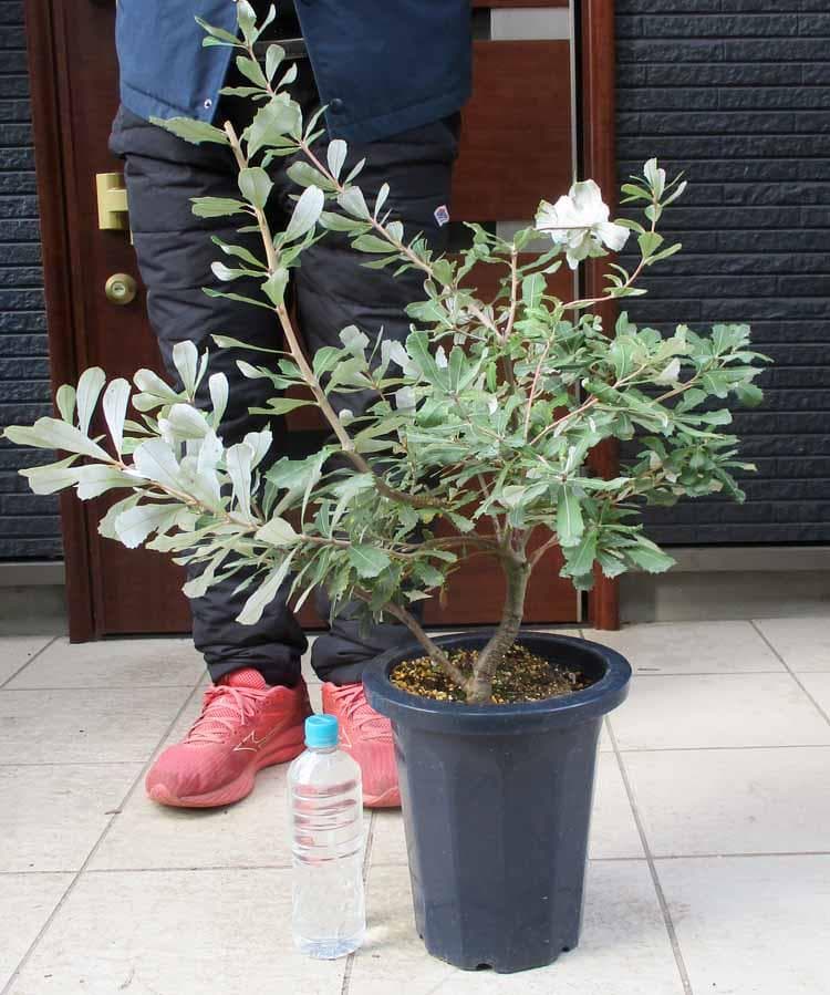 【現品】コーストバンクシア　Banksia integrifolia　８号　２Q