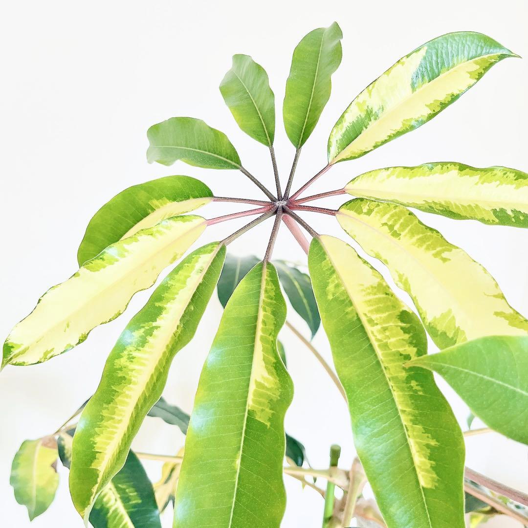 希少・斑入り｜ツピタンサス ゴールデンキング 10号 曲線美【立派な特大株】