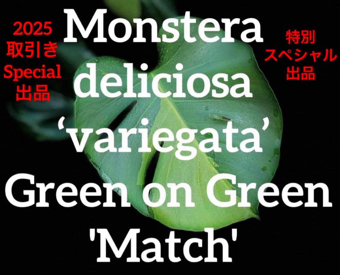 モンステラ・ポトス NORUTO