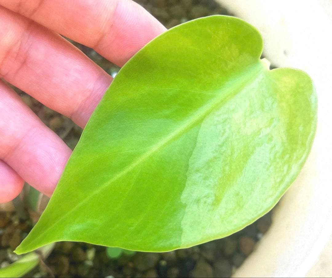 モンステラ・ポトス NORUTO