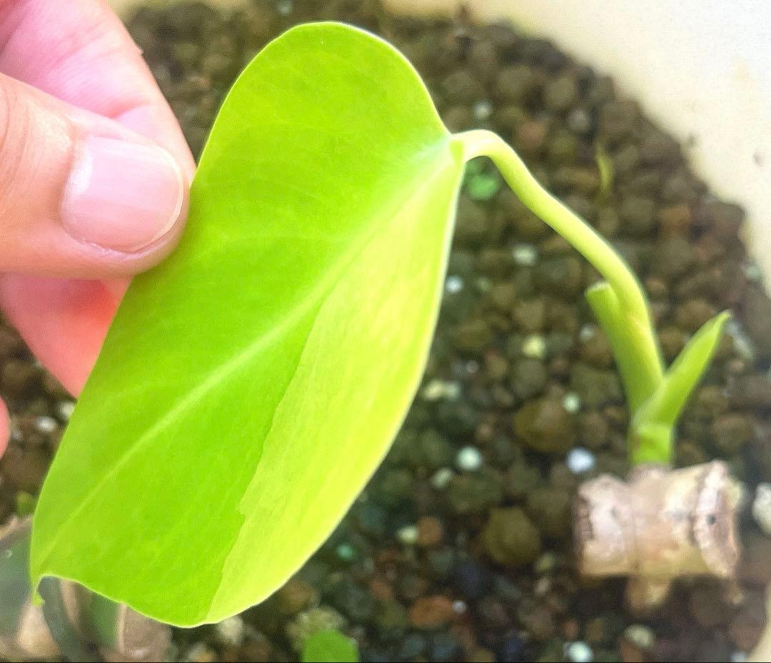 モンステラ・ポトス NORUTO