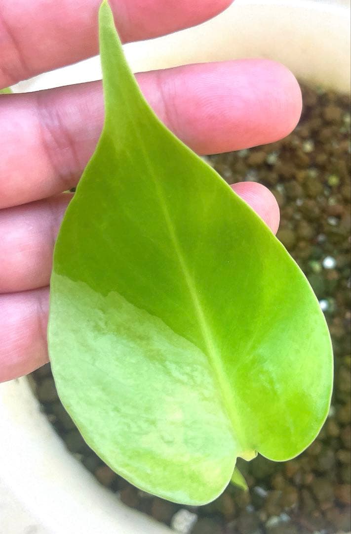 モンステラ・ポトス NORUTO