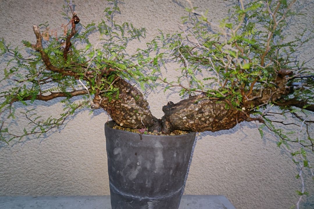 kisu　オペルクリカリア　パキプスとデカリー①