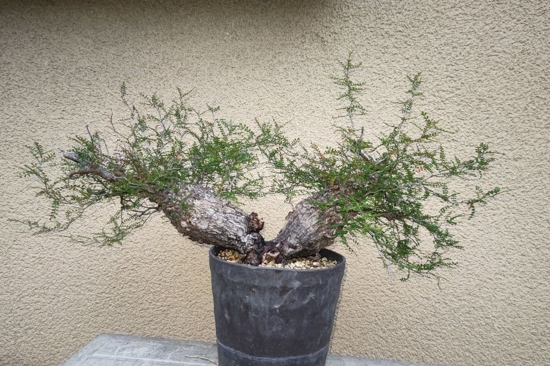 kisu　オペルクリカリア　パキプスとデカリー①