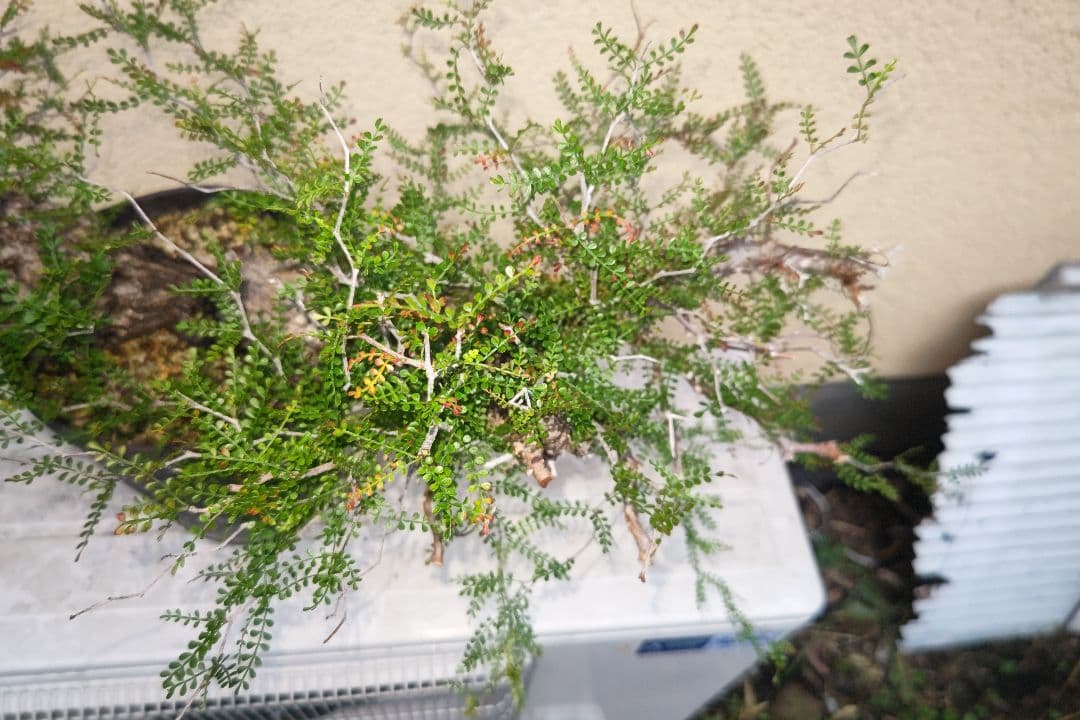 kisu　オペルクリカリア　パキプスとデカリー①