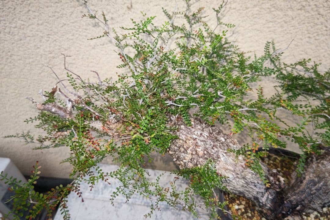 kisu　オペルクリカリア　パキプスとデカリー①