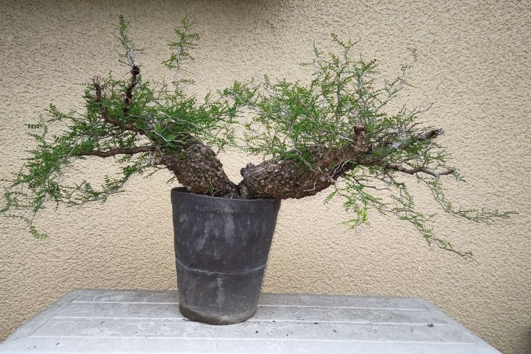 kisu　オペルクリカリア　パキプスとデカリー①