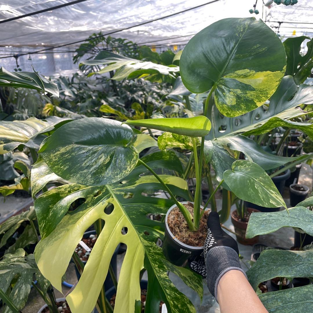 MS15 モンステラ　イエローマリリン　黄斑入り