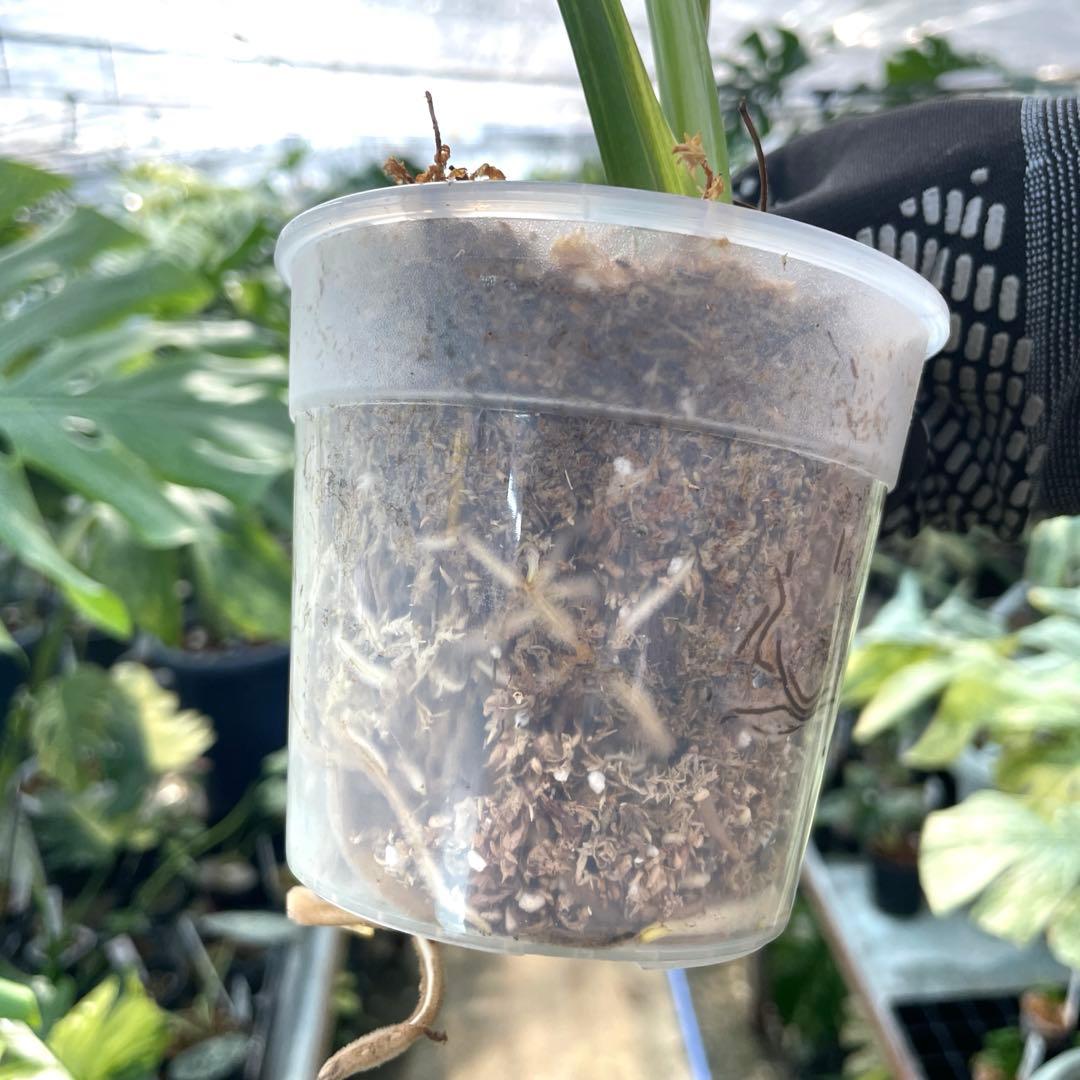 MS15 モンステラ　イエローマリリン　黄斑入り