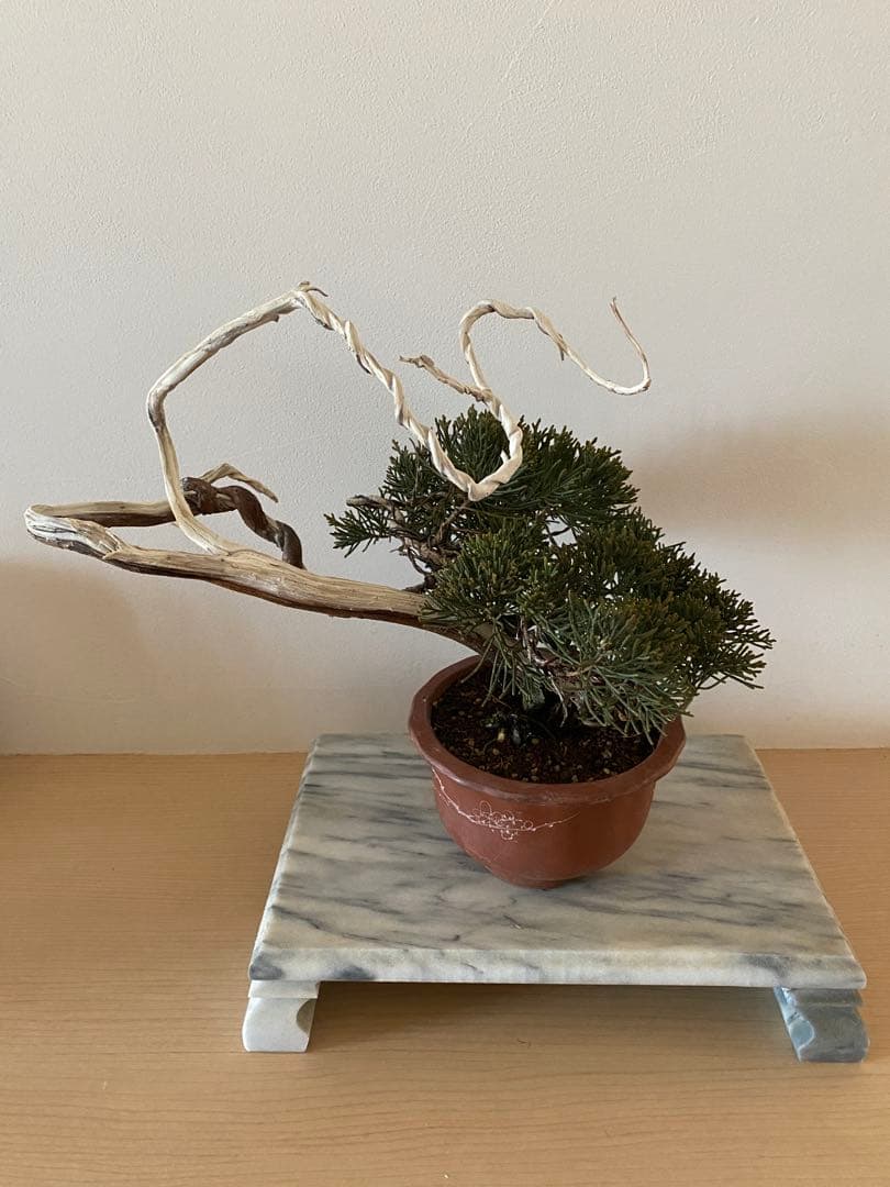 【値下げ可能】真柏　山木　盆栽　ジンシャリ　シンパク