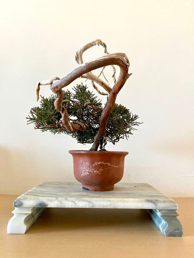 【値下げ可能】真柏　山木　盆栽　ジンシャリ　シンパク