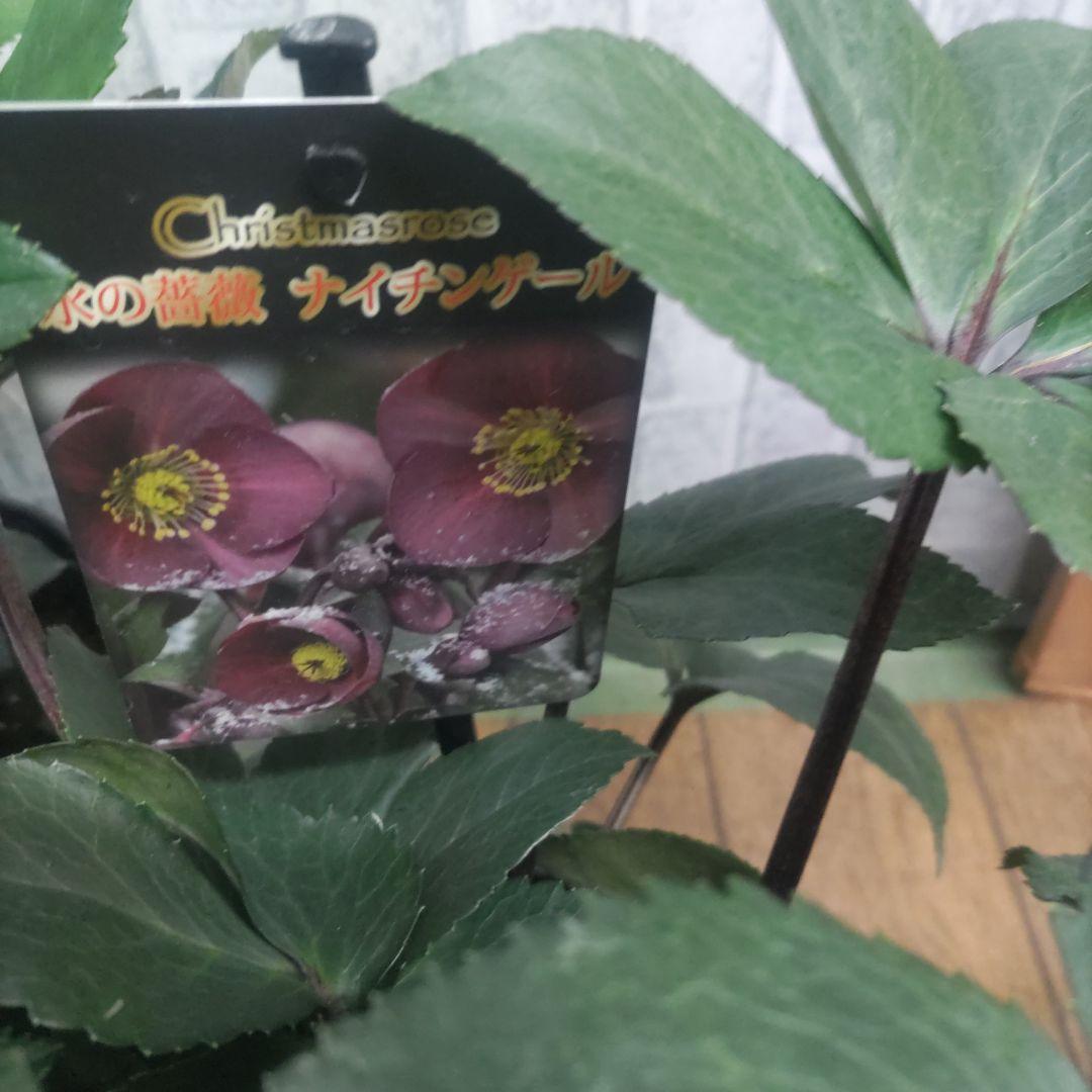 お買い得⭐️１３日入荷分⭐️クリスマスローズ⭐️氷の薔薇5号鉢⭐️5品種セット