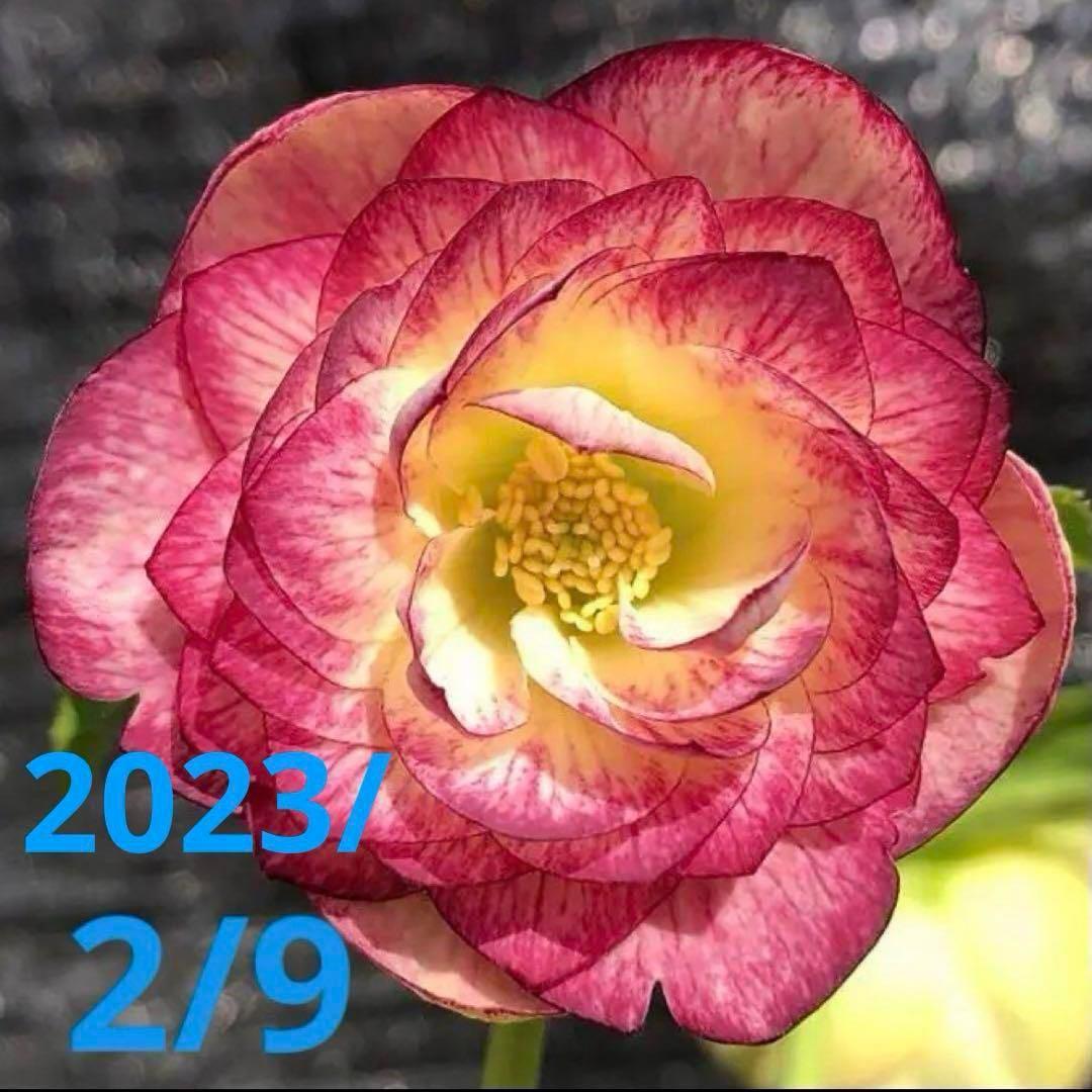 あ*号様 ❤️根充実❤️6号❤️大株❤️しっかり元気株❤️940 【いちごみるく