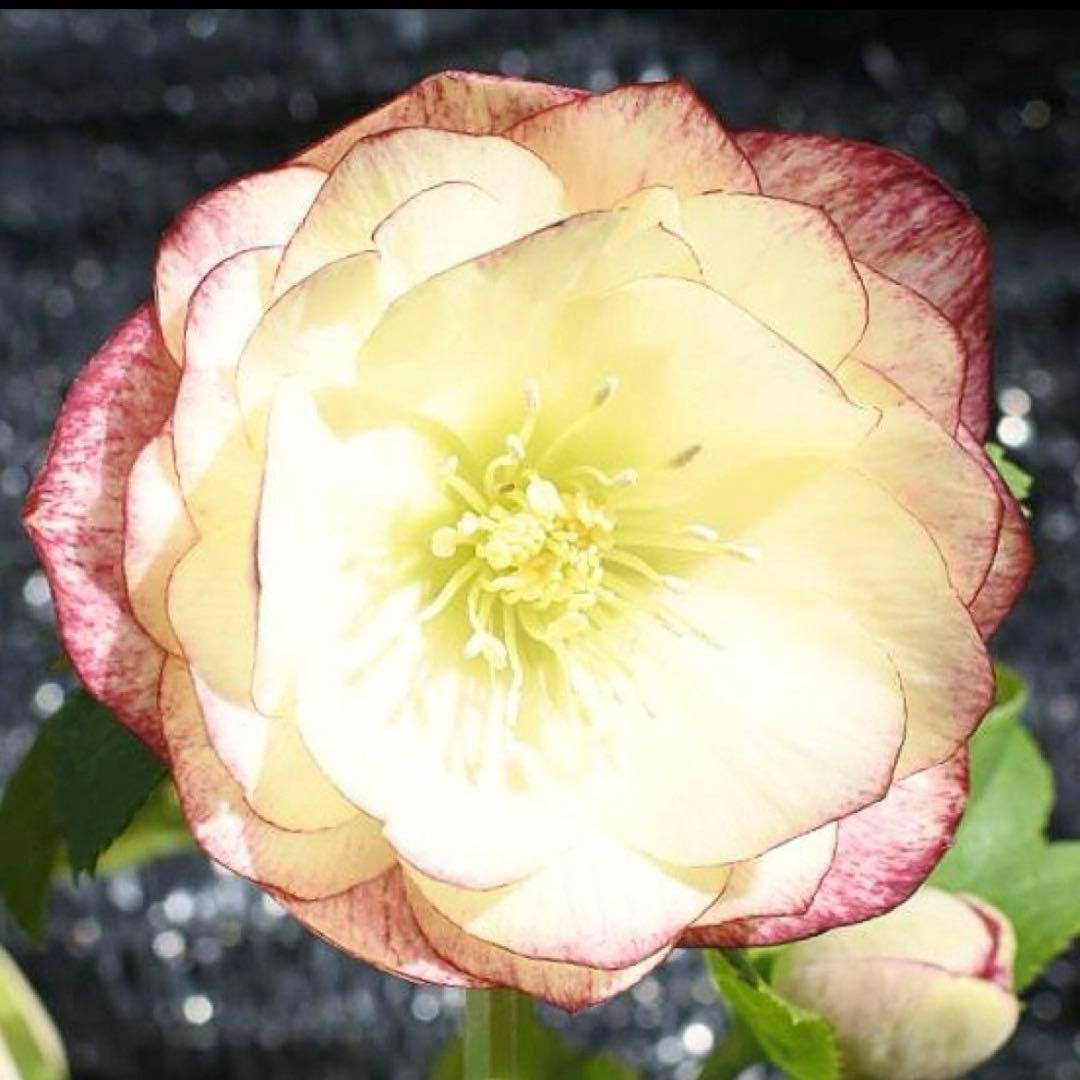 あ*号様 ❤️根充実❤️6号❤️大株❤️しっかり元気株❤️940 【いちごみるく