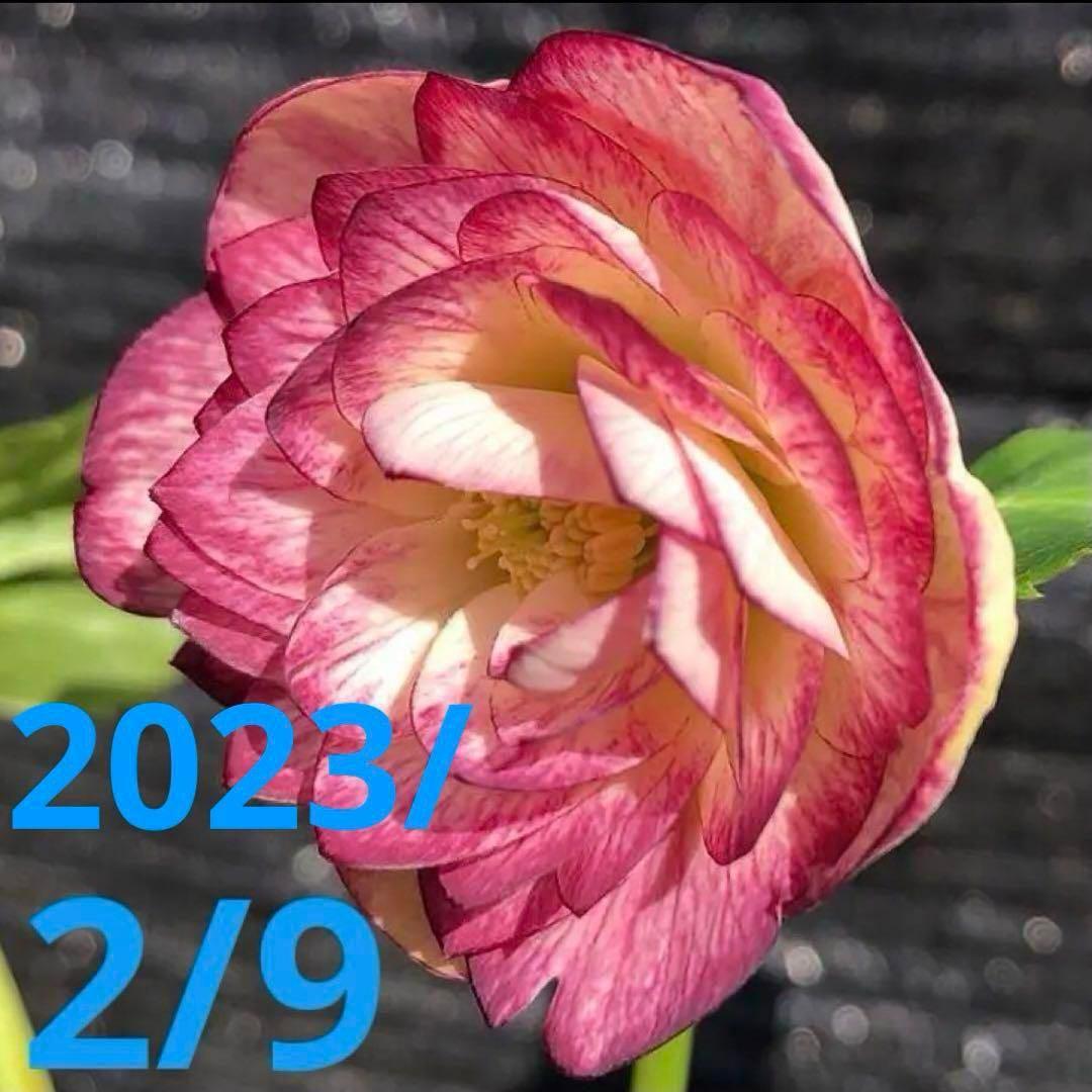 あ*号様 ❤️根充実❤️6号❤️大株❤️しっかり元気株❤️940 【いちごみるく