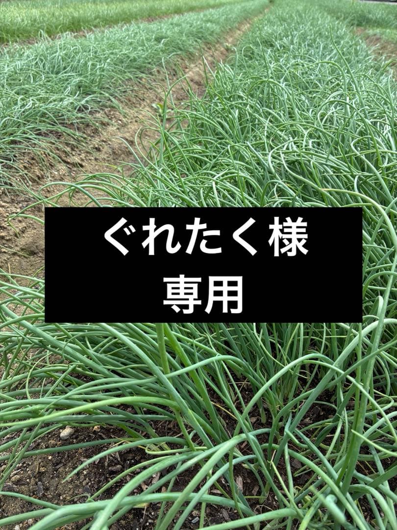 ぐれたくページ▼玉ねぎ苗