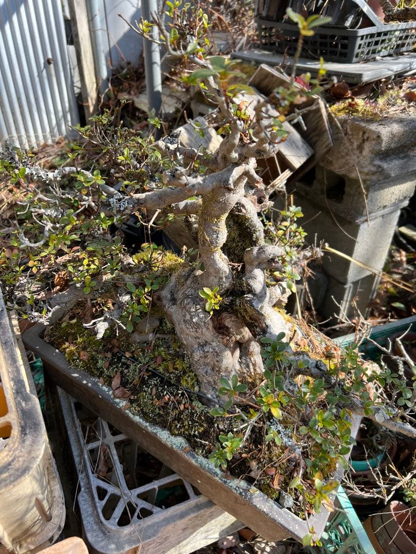 古木 サツキ盆栽 太幹 荒肌 自然樹形 山採り風