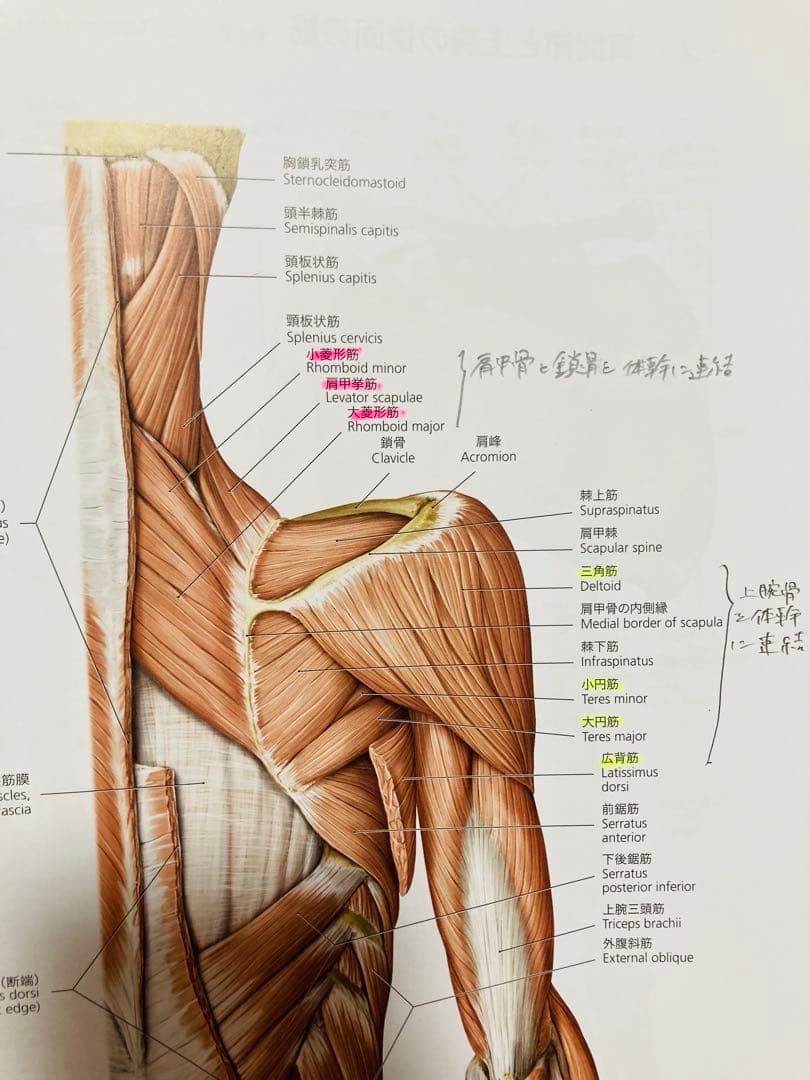 プロメテウス解剖学アトラス 第2版　3冊セット