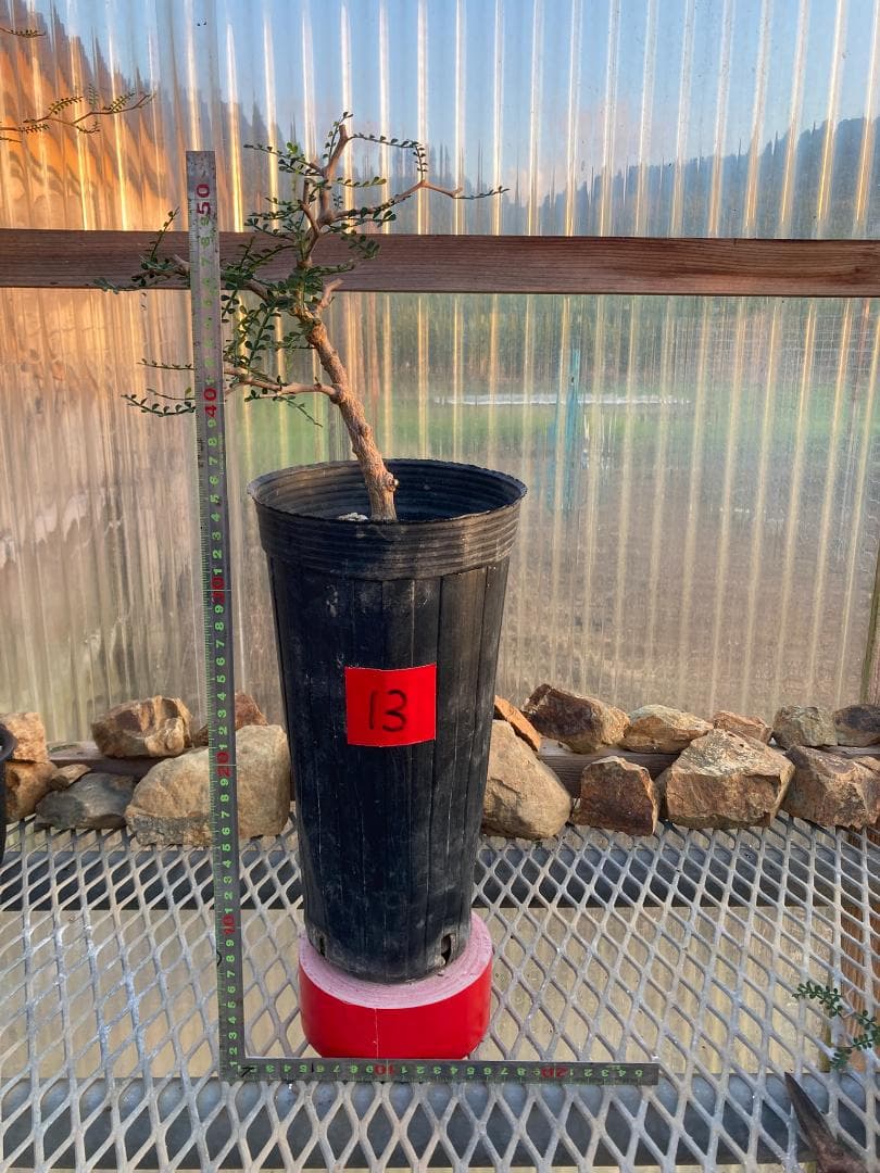 オペルクリカリア・パキプス(根挿し)No13