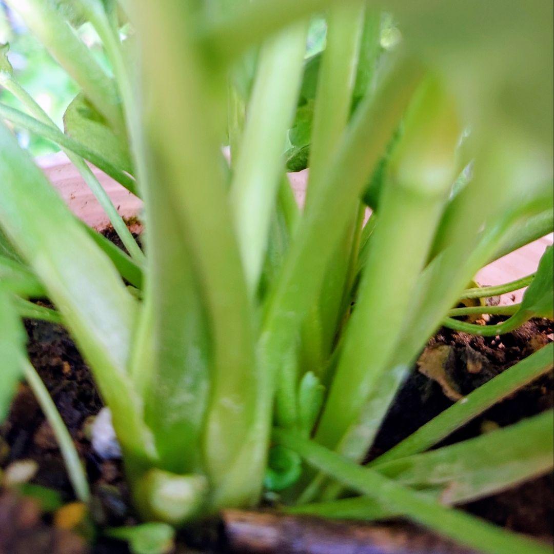 宿根草【廃盤決定】ラナンキュラス　ポンポン『ハーマイオニー』５号【大苗】♪