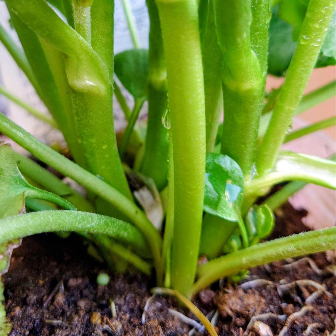 宿根草【廃盤決定】ラナンキュラス　ポンポン『ハーマイオニー』５号【大苗】♪