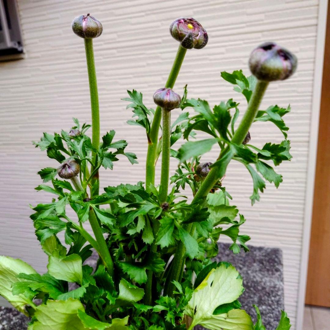 宿根草【廃盤決定】ラナンキュラス　ポンポン『ハーマイオニー』５号【大苗】♪