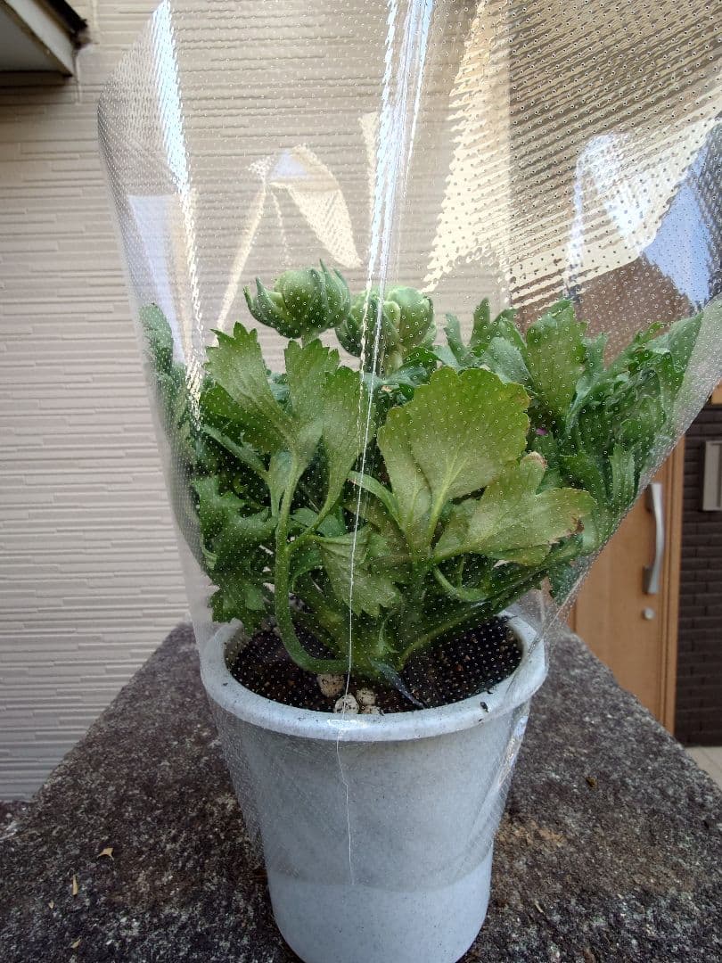 宿根草【廃盤決定】ラナンキュラス　ポンポン『ハーマイオニー』５号【大苗】♪