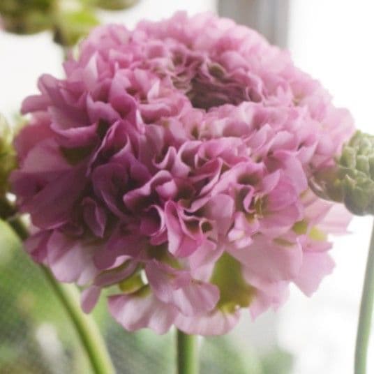 宿根草【廃盤決定】ラナンキュラス　ポンポン『ハーマイオニー』５号【大苗】♪