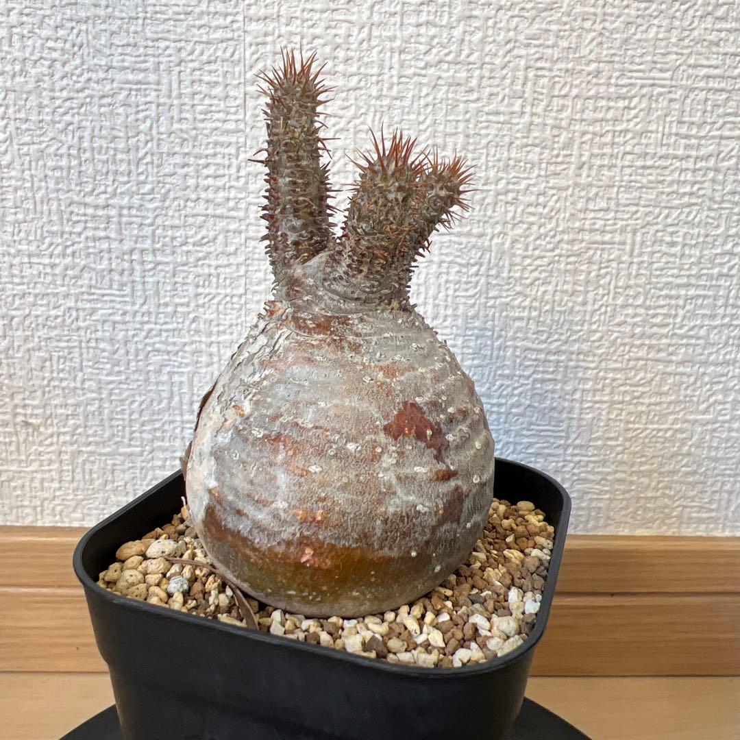 グラキリス　現地球　発根済み