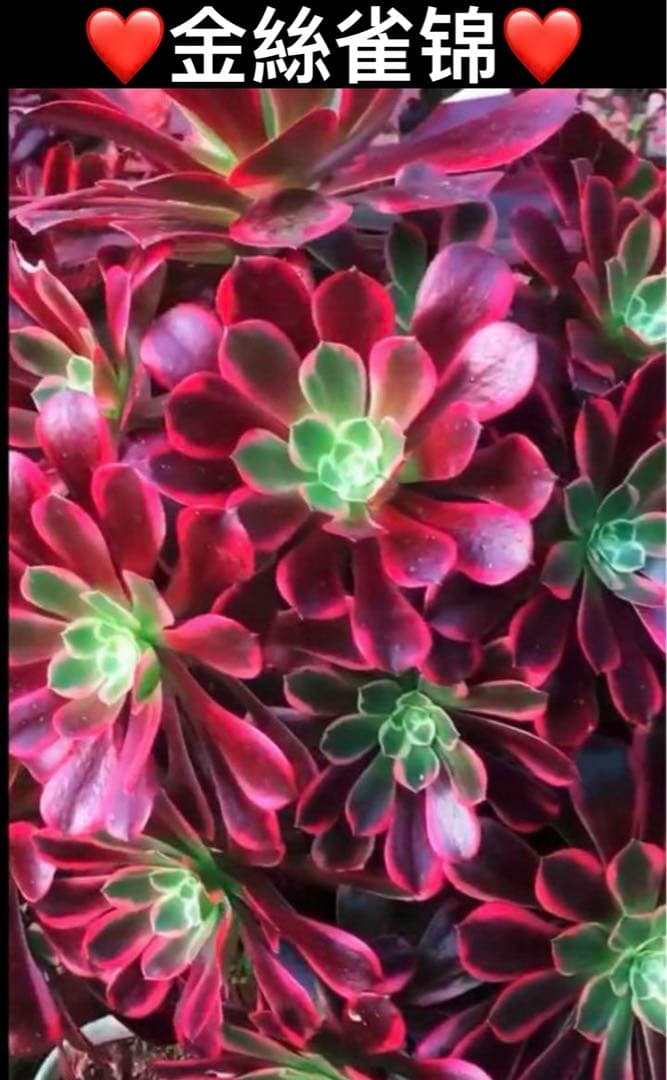多肉植物アエオニウム錦❤️金絲雀锦❤️