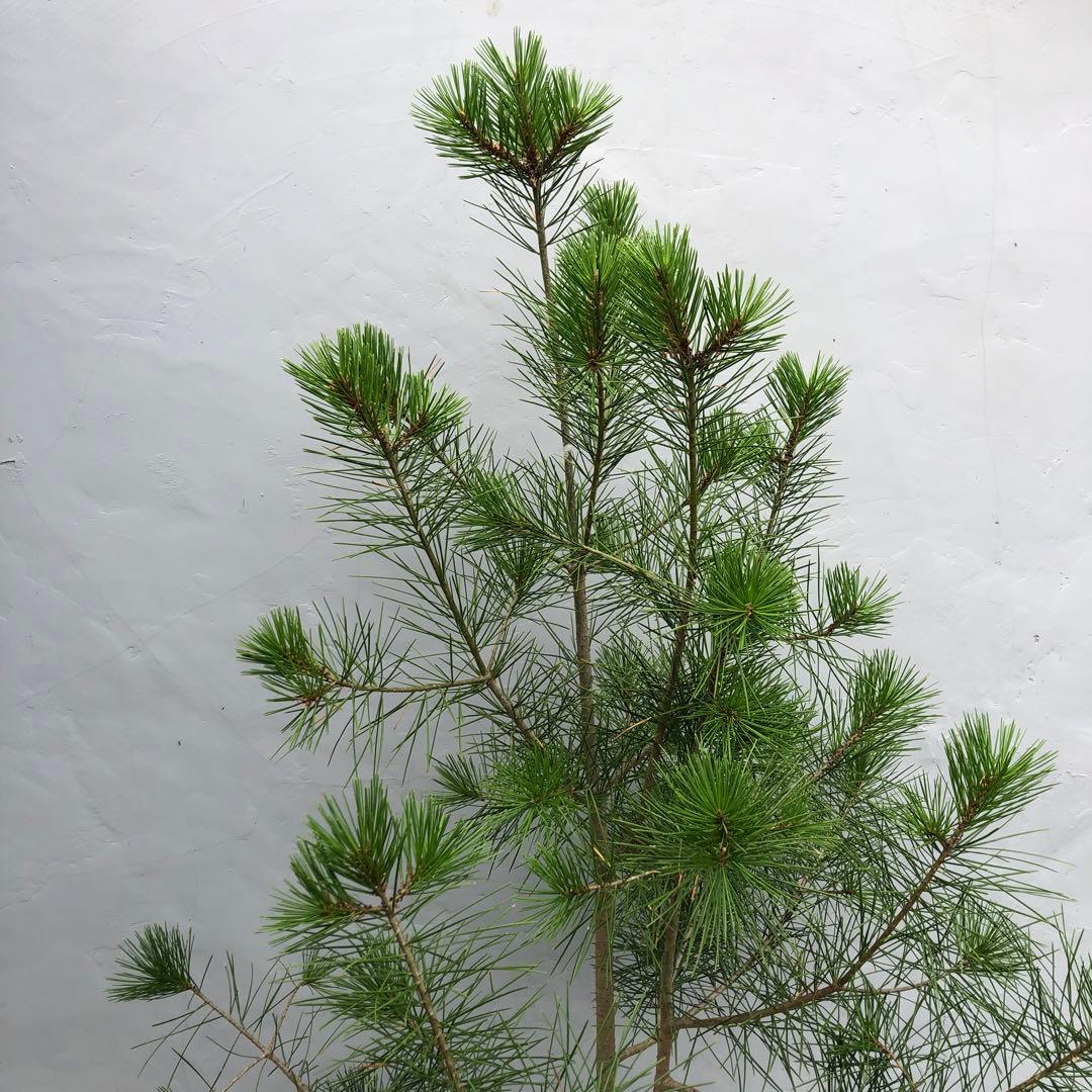 ハクショウ　白松　大型商品