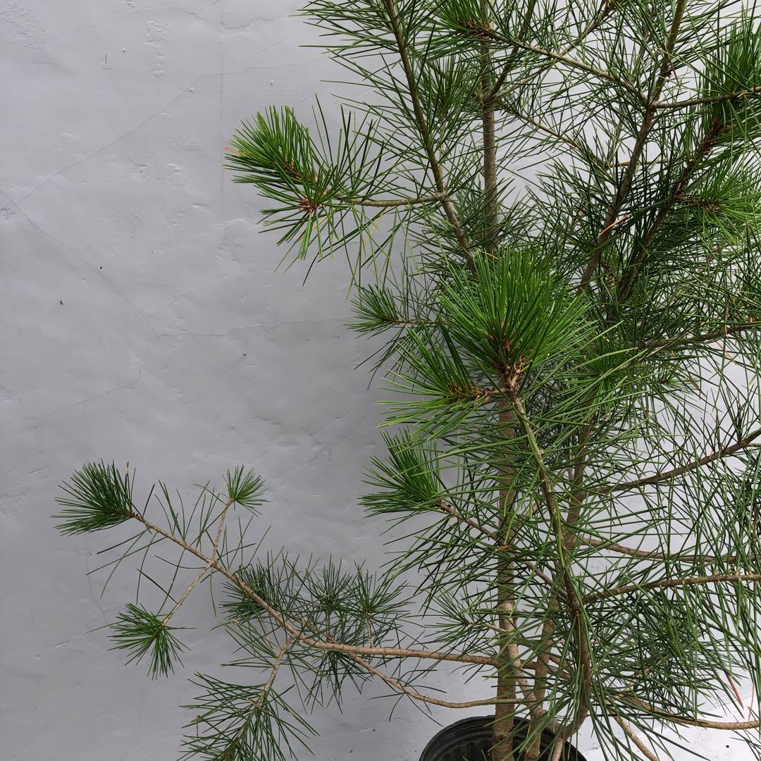 ハクショウ　白松　大型商品