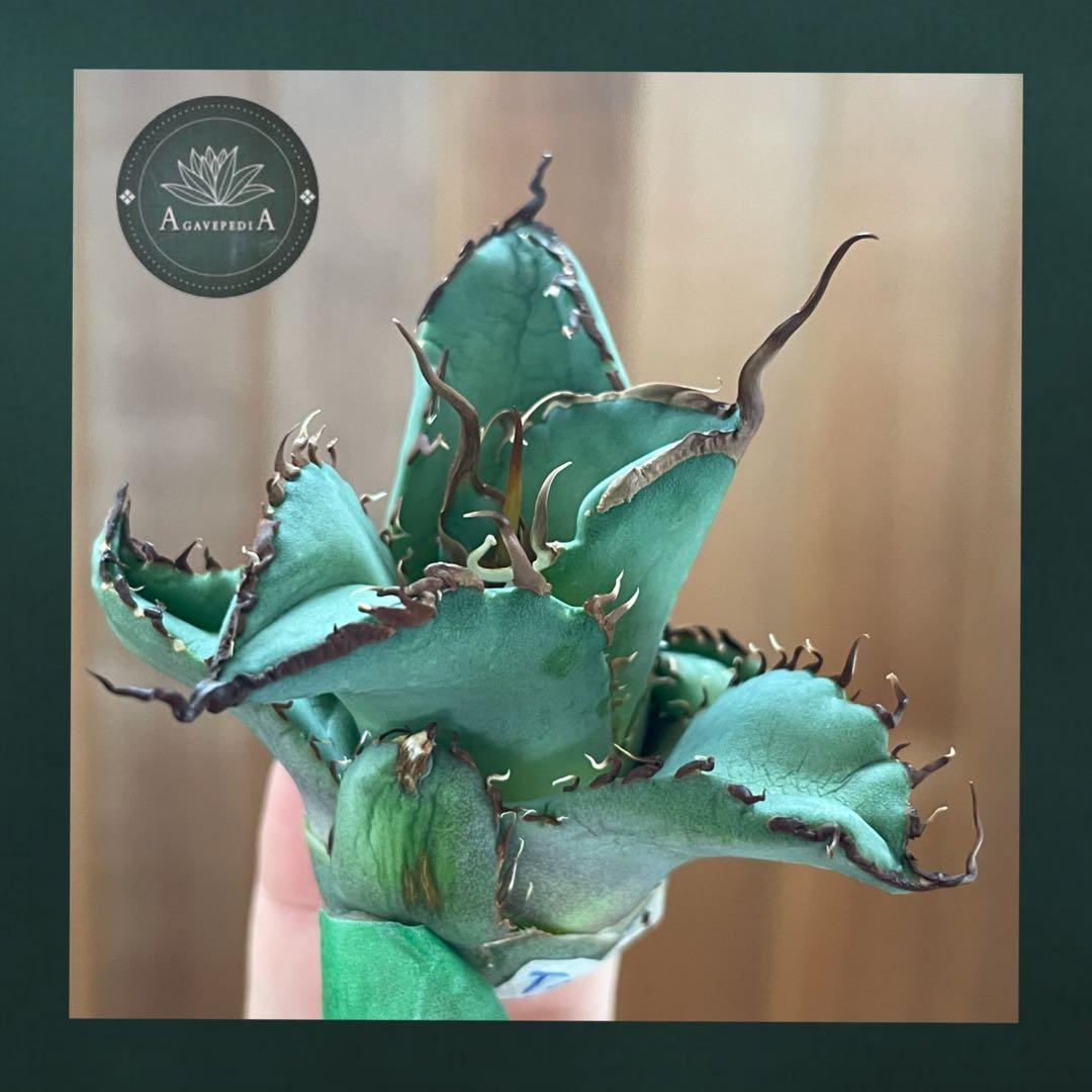 【REZA産】イラン株　選抜　アガベ　TARANTULA 特大