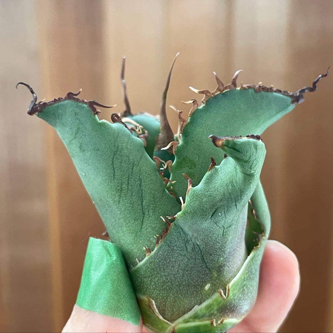 【REZA産】イラン株　選抜　アガベ　TARANTULA 特大