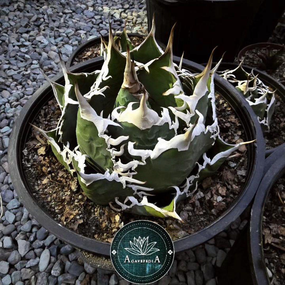 【REZA産】イラン株　選抜　アガベ　TARANTULA 特大